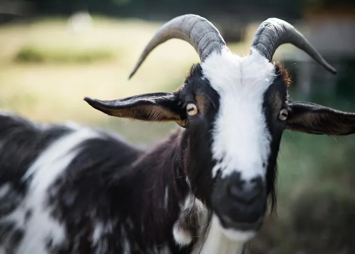 Les Filolies Bed and Breakfast Saint-Andre-d'Allas